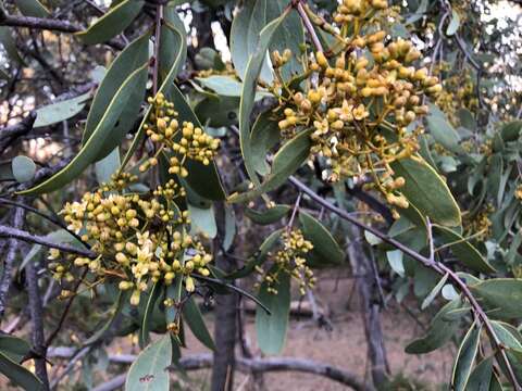 Image of Santalum lanceolatum R. Br.