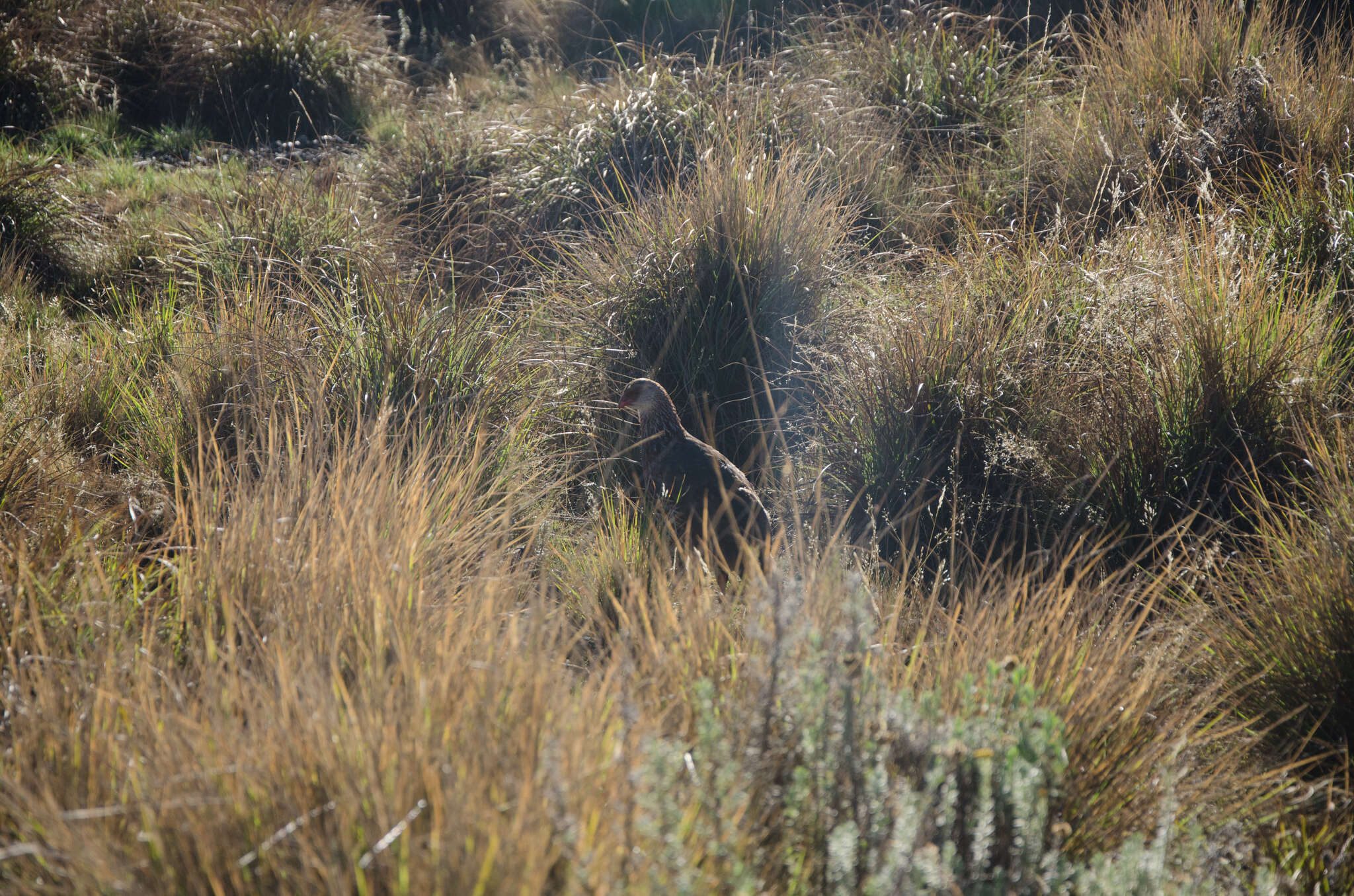 Image of Jackson's Francolin