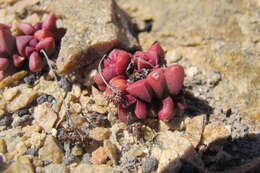 Image of Crassula elegans subsp. elegans