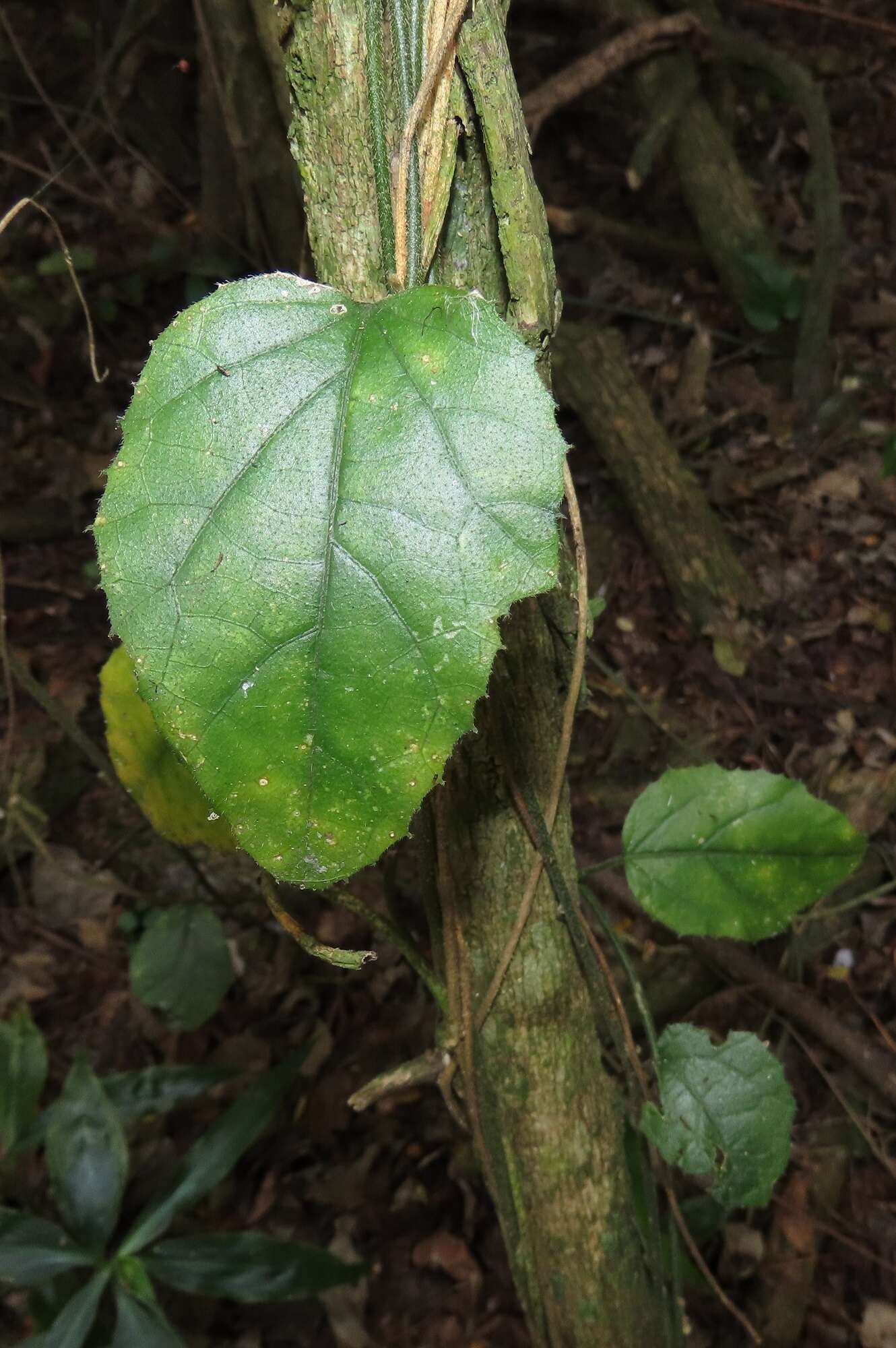 Image of Pyrenacantha scandens (Thunb.) Planch. ex Harv.