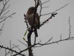 Image of Red-throated Wryneck