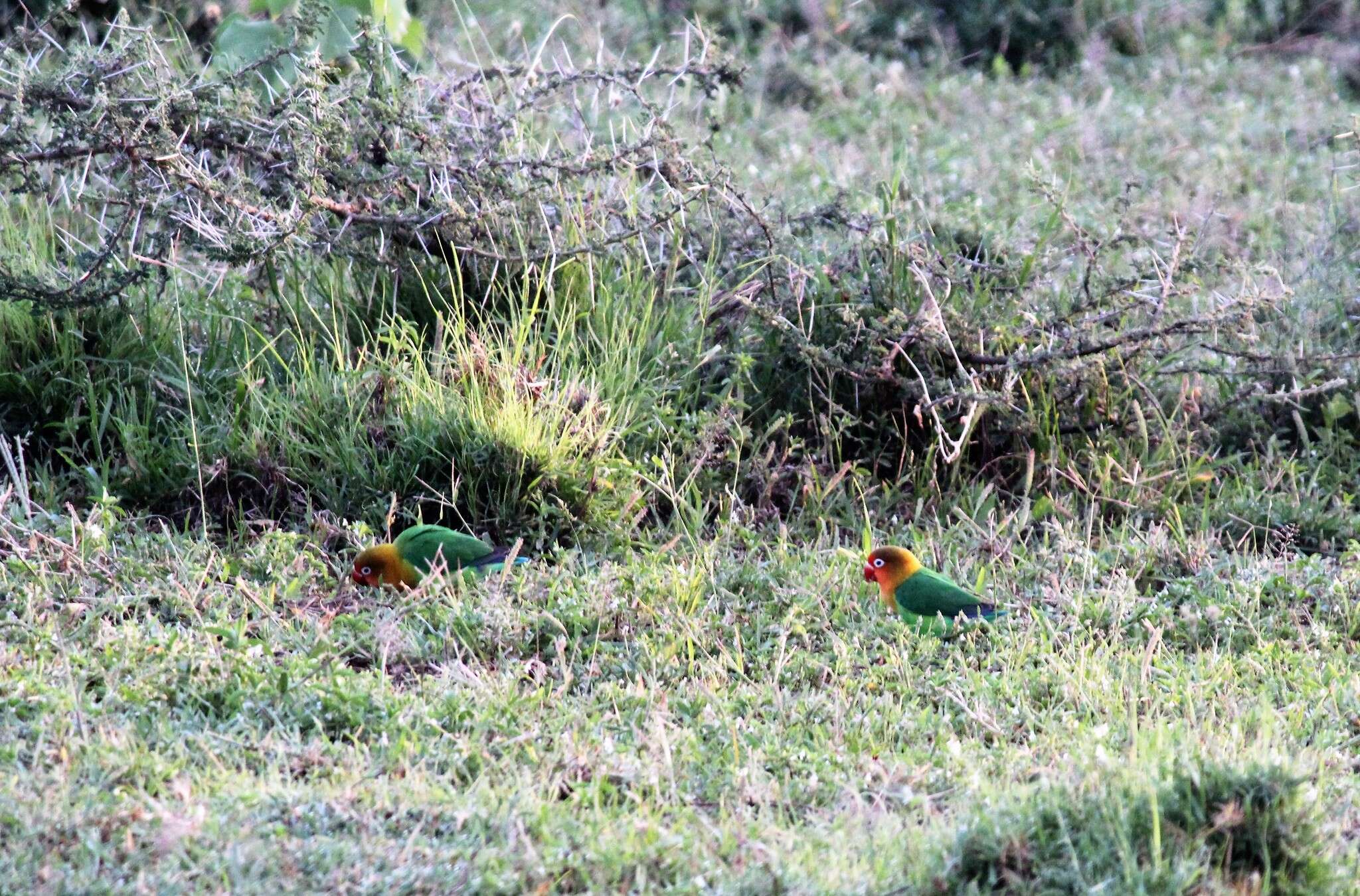 Image of Fischer's Lovebird