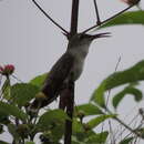 Image of Olive-spotted Hummingbird