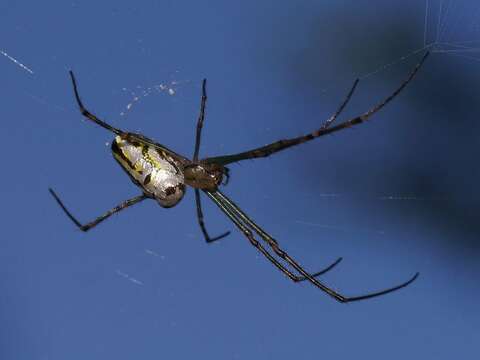 Image of Leucauge granulata (Walckenaer 1841)