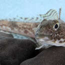 Image of Humped rockcod