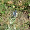 Image of <i>Plebejus idas longinus</i> (Nabokov 1949)