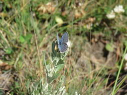 Image of <i>Plebejus idas longinus</i> (Nabokov 1949)