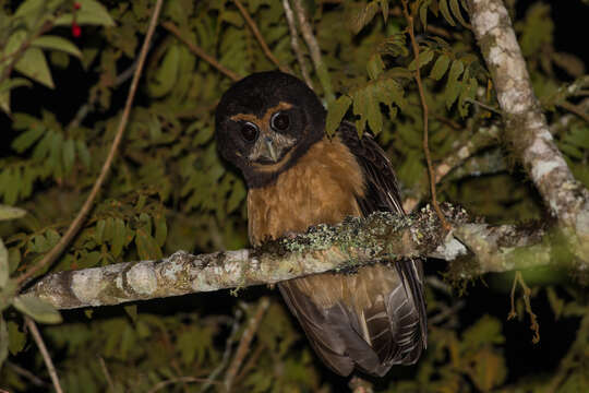 Image of Tawny-browed Owl