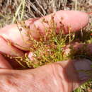 Image of narrowleaf pinweed