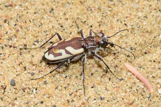 Image of Blowout Tiger Beetle