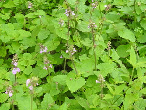 Image of PInk Mint