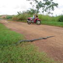 Image of Bolivian Anaconda