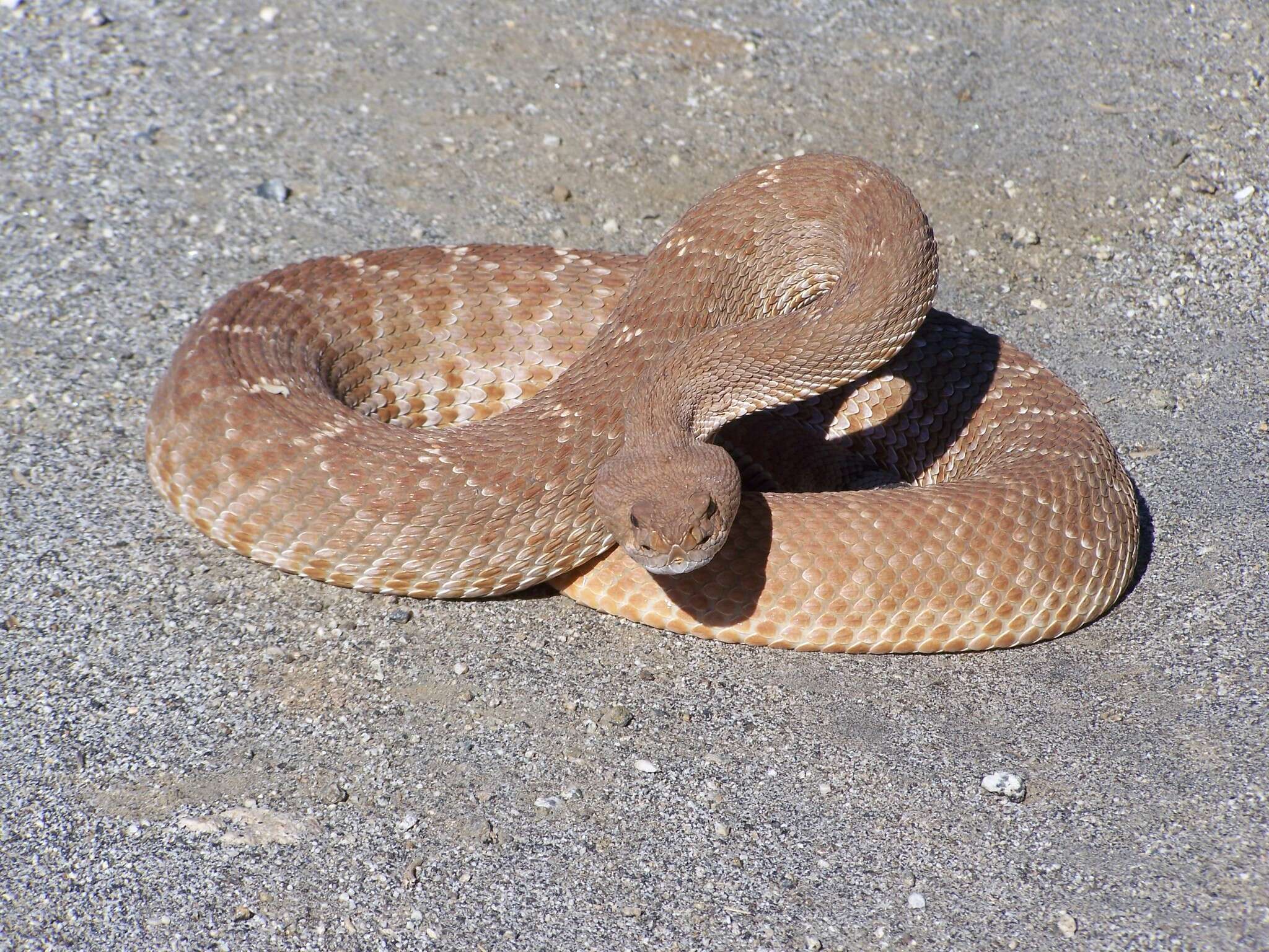 Image of Crotalus ruber ruber Cope 1892