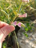 Image de Scutellaria brevibracteata Stapf