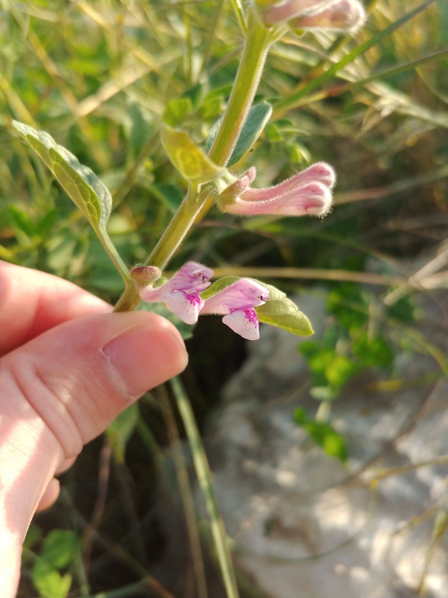 Image de Scutellaria brevibracteata Stapf