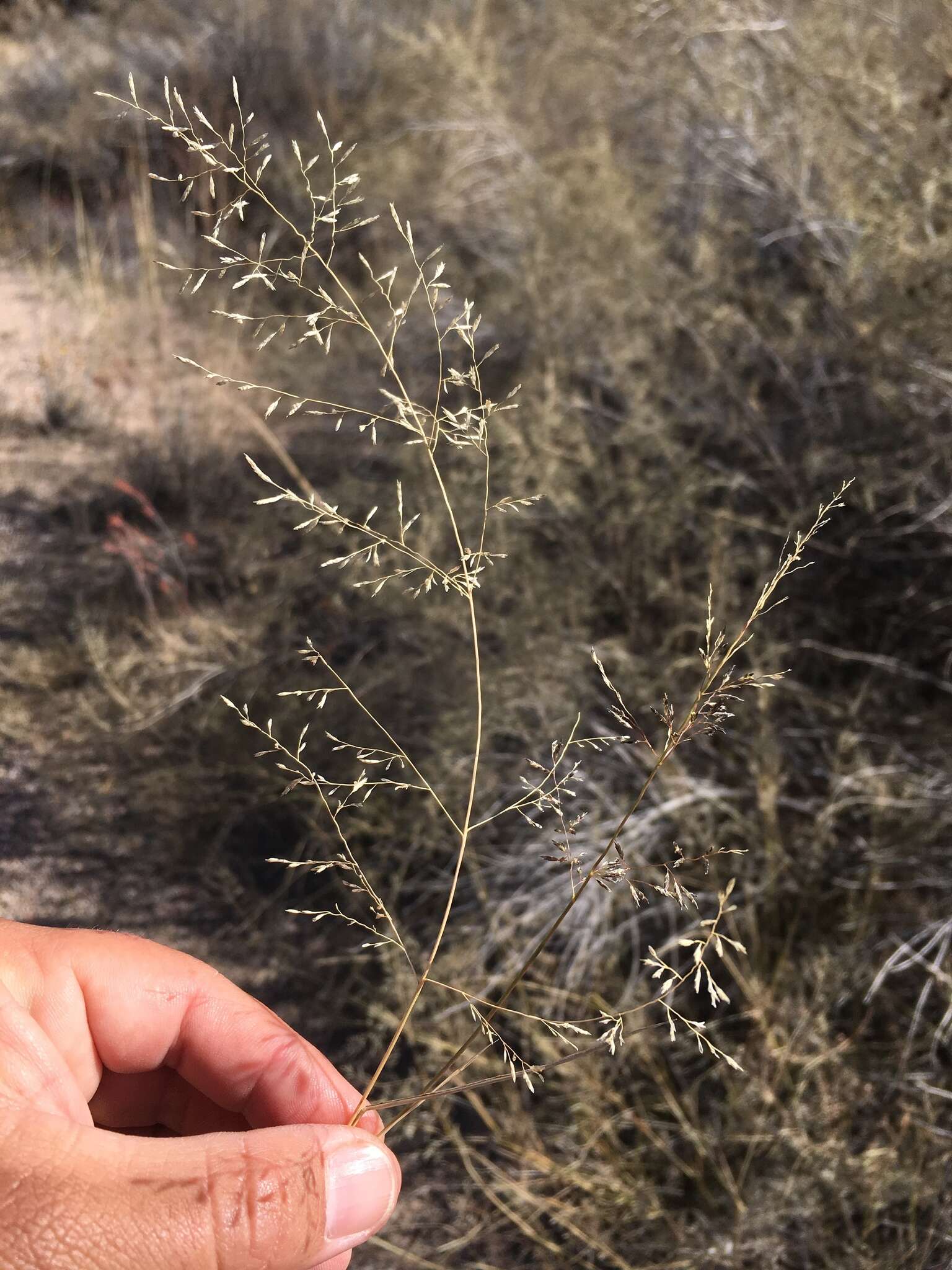 Plancia ëd Eragrostis lehmanniana Nees