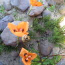 Image of Moraea villosa subsp. elandsmontana Goldblatt