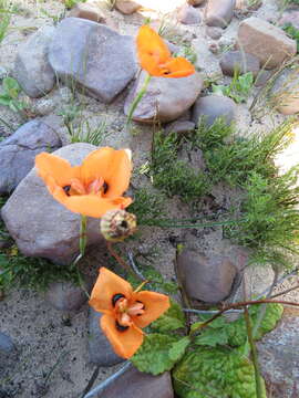 Image of Moraea villosa subsp. elandsmontana Goldblatt