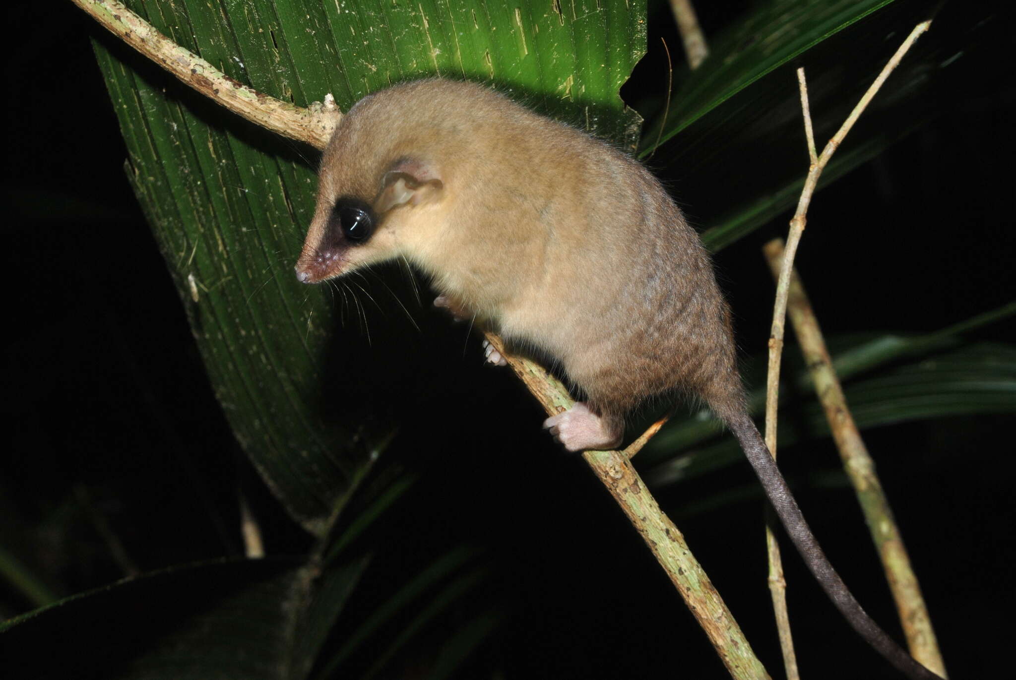 Image of Mexican Mouse Opossum