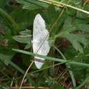 Слика од Scopula incanata Linnaeus 1758