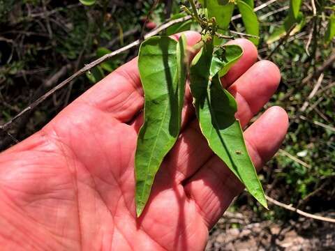 Image of Vincetoxicum ovatum Benth.