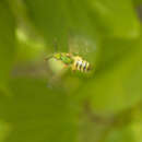 Agapostemon splendens (Lepeletier 1841) resmi