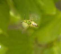 Imagem de Agapostemon splendens (Lepeletier 1841)