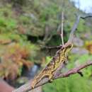 Image of Malawi Stumptail Chameleon