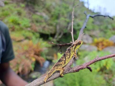 Image of Malawi Stumptail Chameleon