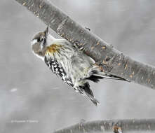 Image of Japanese Pygmy Woodpecker