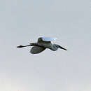 Ardea herodias occidentalis Audubon 1835 resmi