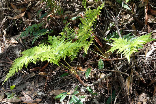 Image of Davallia pyxidata Cav.