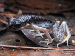 Image of Gracile Litter Frog