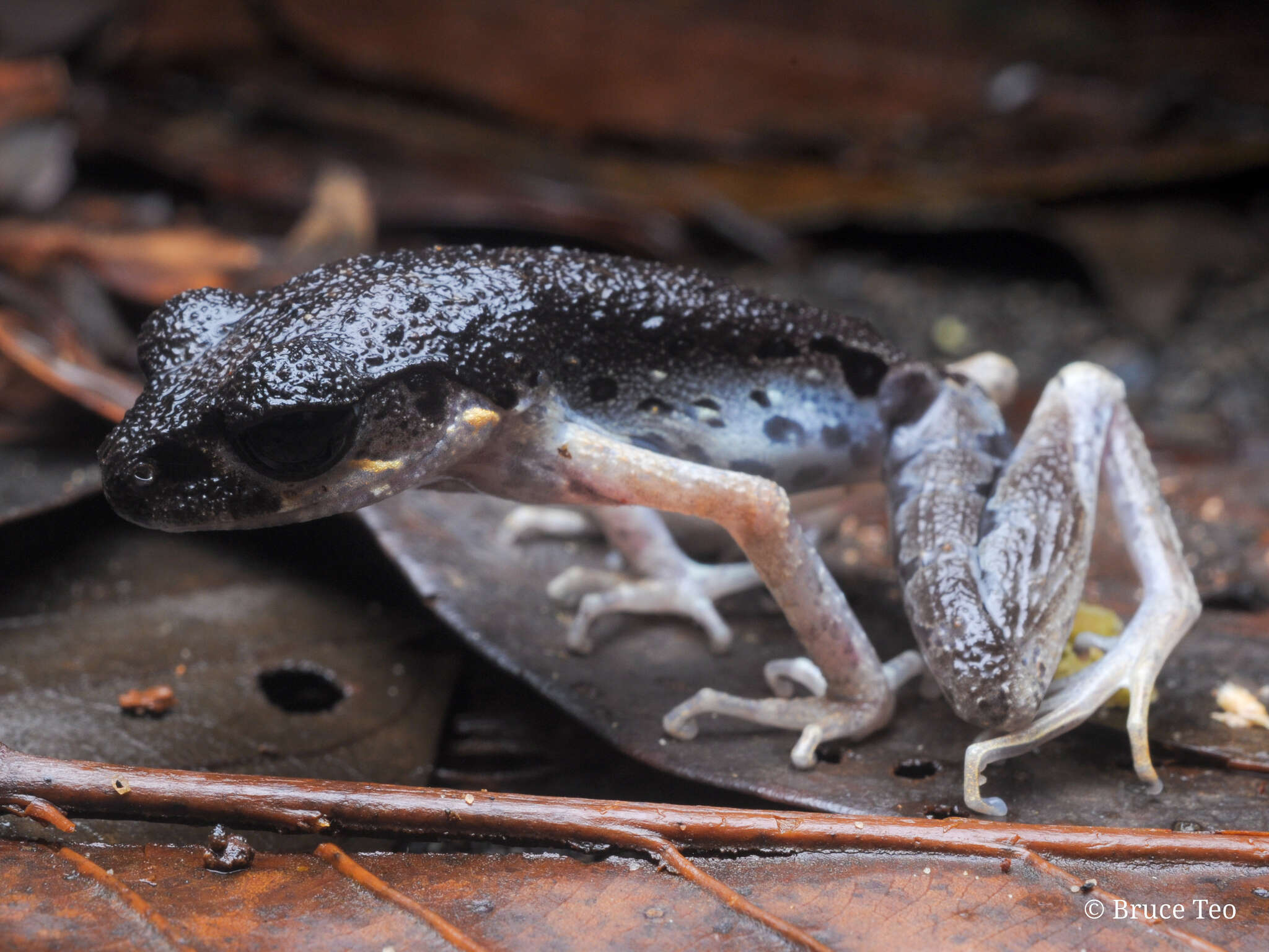 Image of Gracile Litter Frog