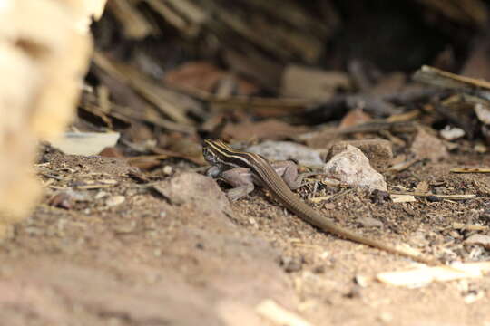 Image of Sonoran Spotted Whiptail