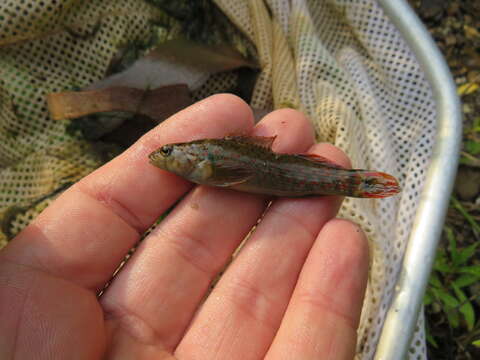 Image of <i>Etheostoma starnesi</i>