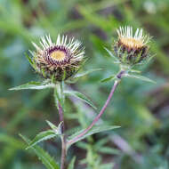 Image of Carlina biebersteinii Bernh. ex Hornem.