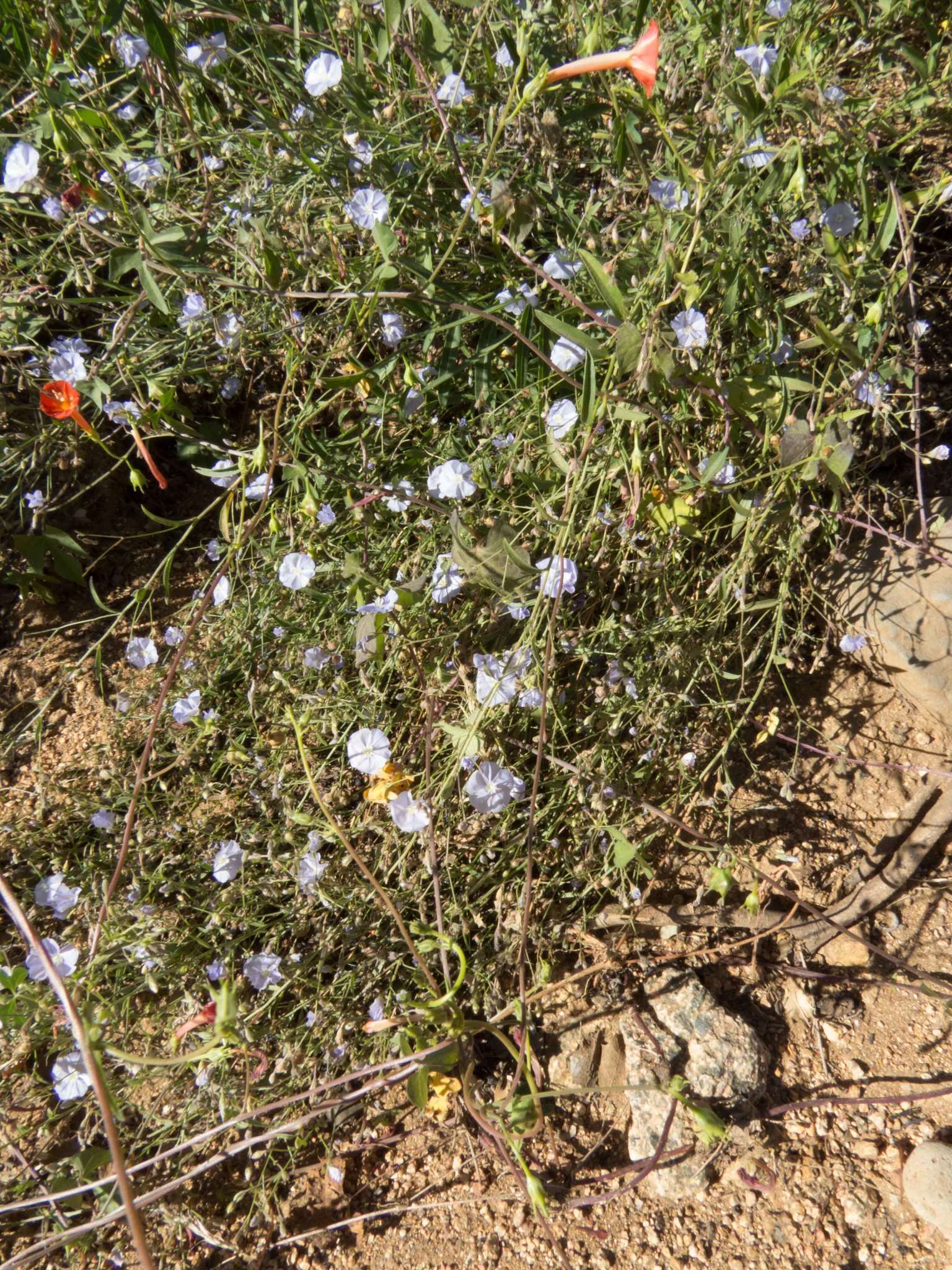 Image of wild dwarf morning-glory