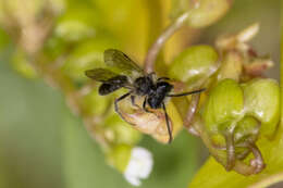 Andrena anisochlora Cockerell 1936 resmi