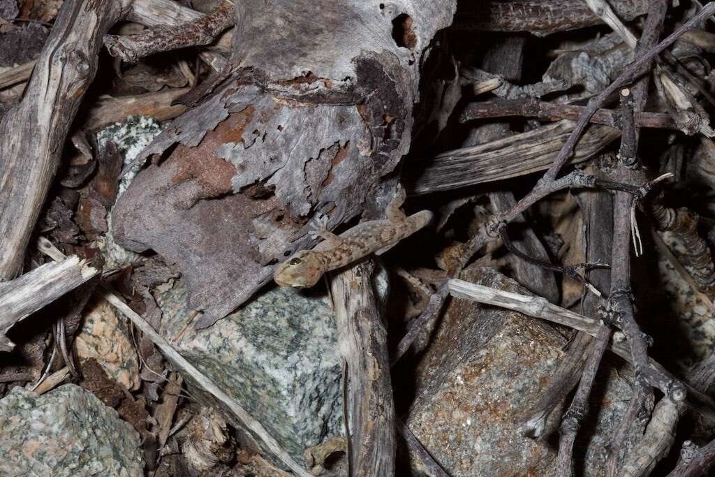 Image of San Lucan  Gecko