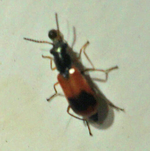 Malachiidae resmi