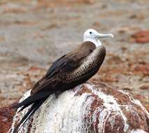 Image of frigatebirds