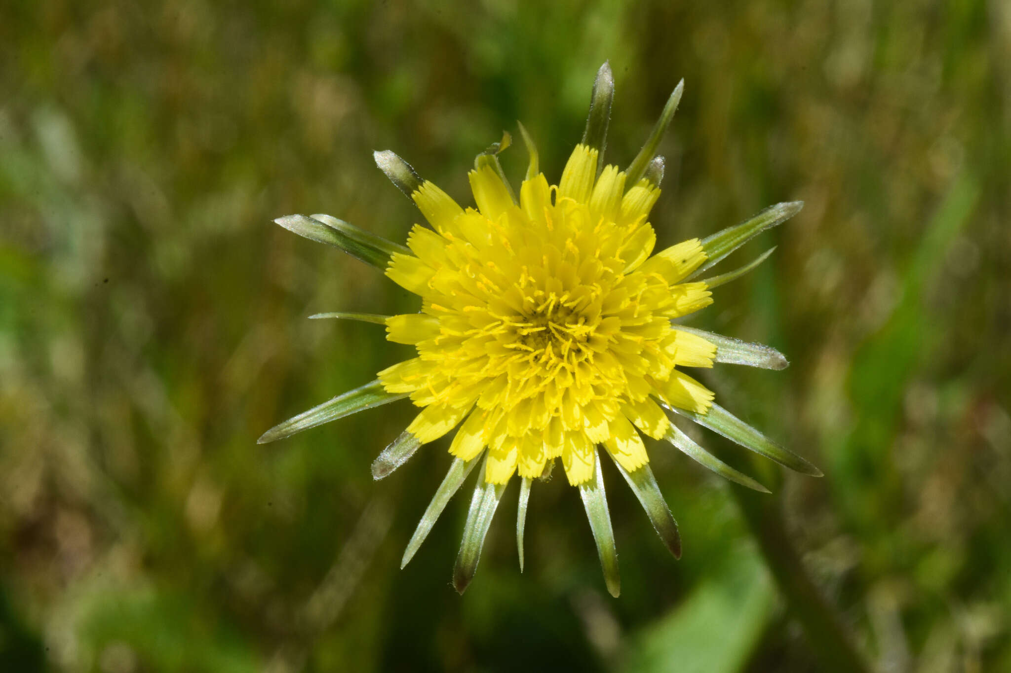 Image of Hypochaeris megapotamica Cabrera