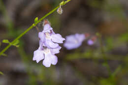 Image of Prostanthera sejuncta M. L. Williams, Drinnan & N. G. Walsh