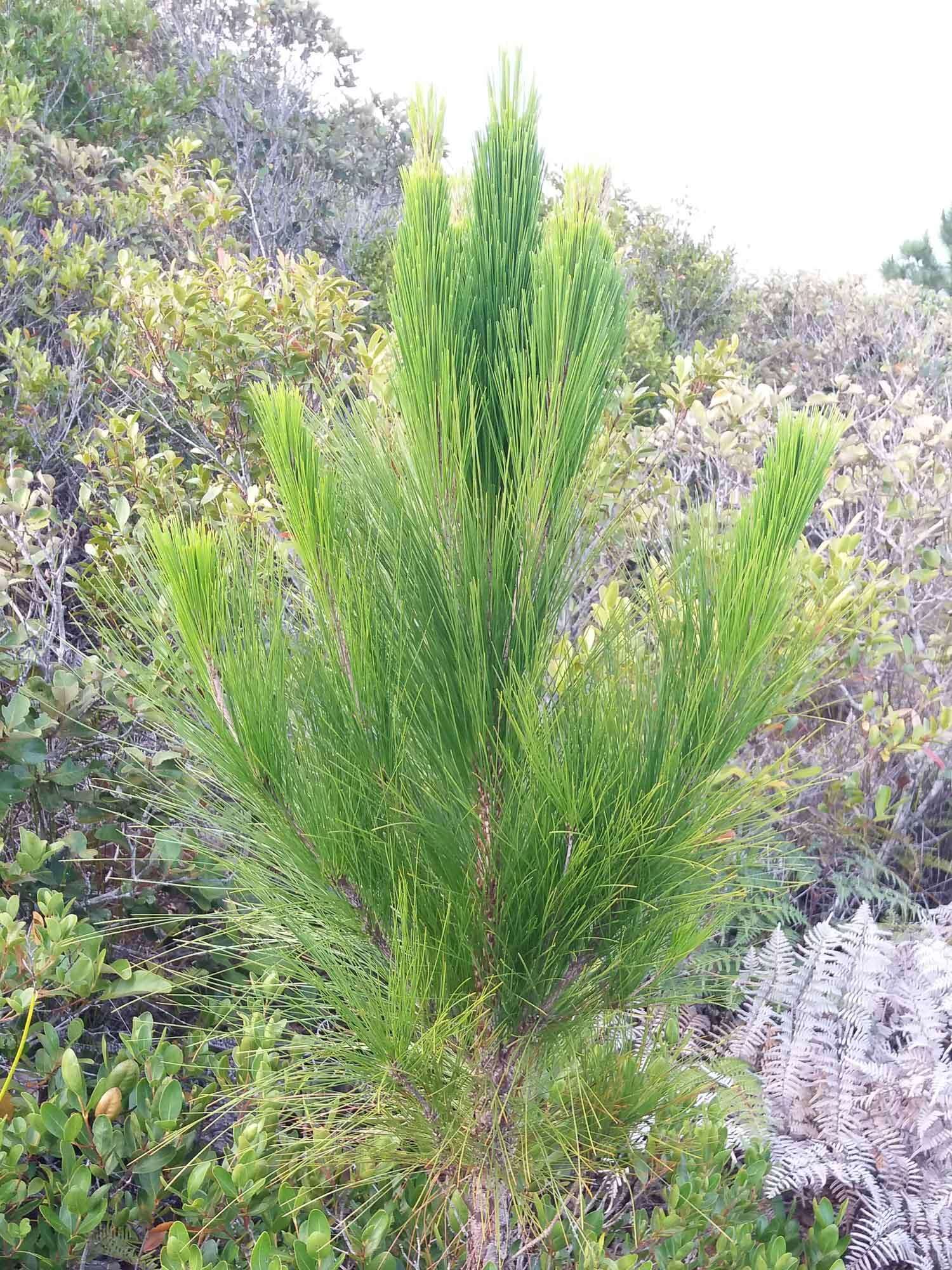 Image of Caribbean Pine
