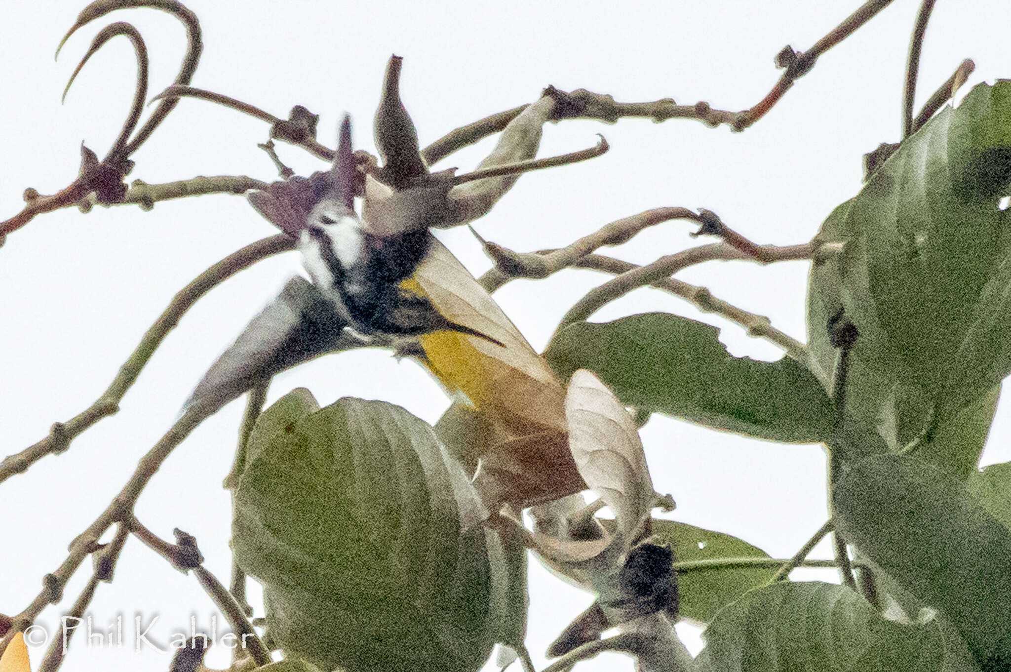 Image of Black-throated Mango