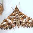 Image of Sameodes iolealis Walker 1859