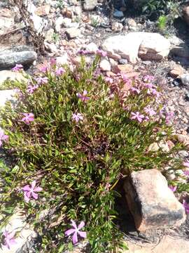 Image de Catharanthus lanceus (Boj. ex A. DC.) Pichon