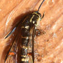 Image of Yellowlegged Clearwing Moth