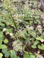 Image of Valeriana lapathifolia Vahl